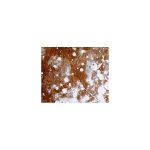 Solutie curatat vopsea lavabila | DRAP V – 1 kg - imagine 2